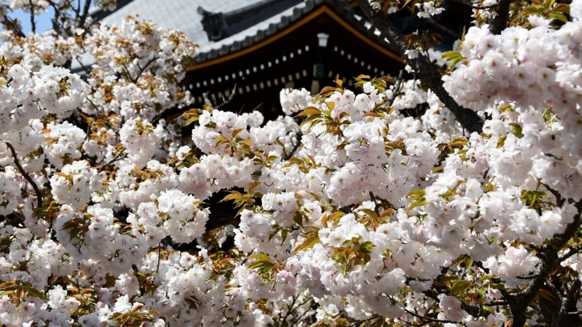 御室桜ー仁和寺－京都 (2026年4月11日) Omuro Sakura – Ninna-ji Temple – Kyoto (Apr 11th 2026)(4K)