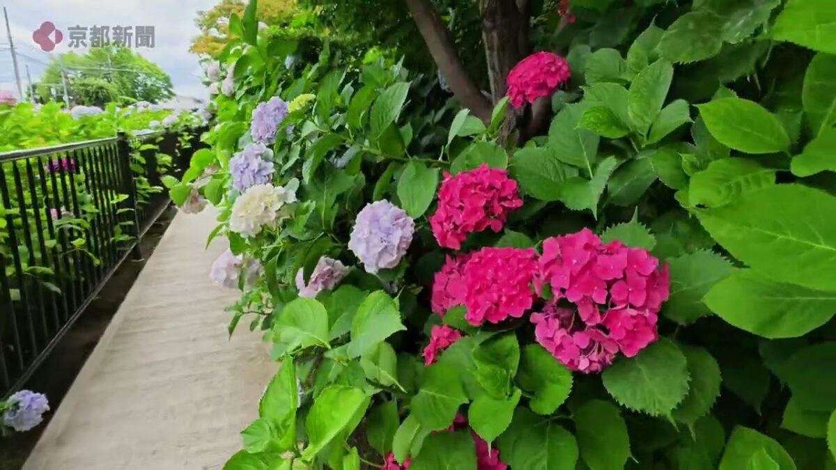 京都市南部クリーンセンター「さすてな京都」のアジサイ（2026年6月　京都市伏見区）Hydrangeas at “Sastena Kyoto” in Fushimi Ward, Kyoto City