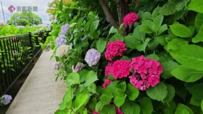京都市南部クリーンセンター「さすてな京都」のアジサイ（2026年6月　京都市伏見区）Hydrangeas at “Sastena Kyoto” in Fushimi Ward, Kyoto City