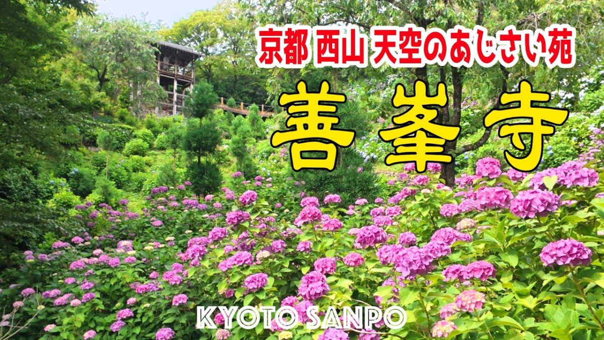2026/6/19 (金) ☀️初夏の京都Vlig☀️真夏日の『善峯寺』山一面に広がる絶景あじさい苑と幸福地蔵に癒されれる旅 /京都Vlog/初夏の京都/初夏さんぽ/Kyoto walk [京都4K]