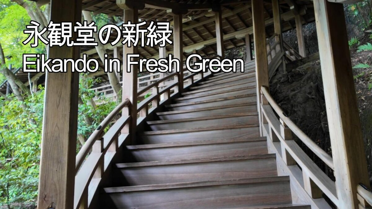 【4K】Eikando Temple in Fresh Green | Kyoto’s Most Beautiful Green Maple Season