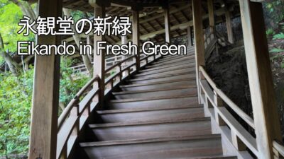 【4K】Eikando Temple in Fresh Green | Kyoto’s Most Beautiful Green Maple Season