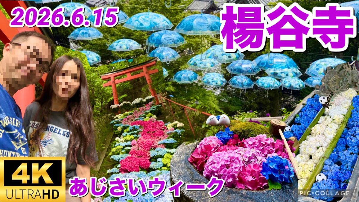 【4K】楊谷寺⚽️W杯記念花手水‼️2026.6.15あじさいウィーク参拝✨アンブレラスカイも‼️#紫陽花 #あじさい寺 #ワールドカップ #worldcup