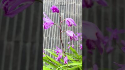 6月の庭花図鑑｜シラン  #flowers #nature #asmr