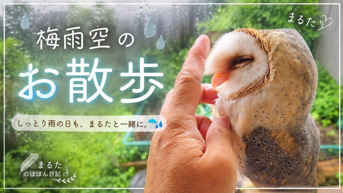 梅雨空のお散歩 ☔🦉｜しっとり雨の日も、まるたと過ごす癒しの90秒