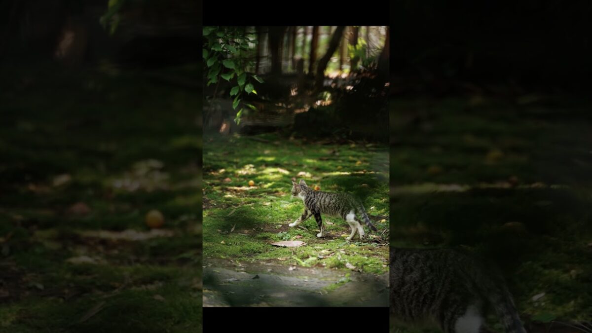 A Cat Walking Through the Green | Quiet Walk Japan