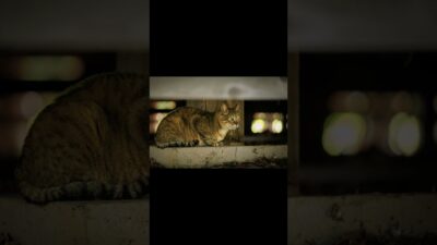 A Cat in Their Quiet Place | Quiet Walk Japan