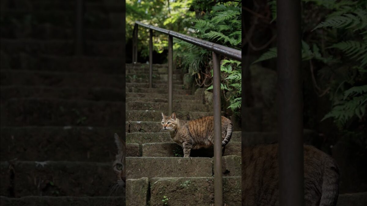 A Cat on the Old Stone Steps | Quiet Walk Japan