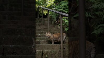 A Cat on the Old Stone Steps | Quiet Walk Japan