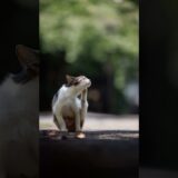 A Small Pause in the Light | Quiet Walk Japan