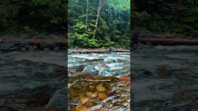A restful Oregon Forest: #shorts #naturesounds #nature #pacificnorthwest #naturetherapy