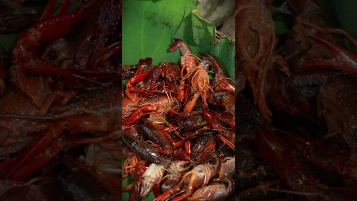 ASMR | Foraging Wild Greens & Cooking Fresh Crawfish in the Forest