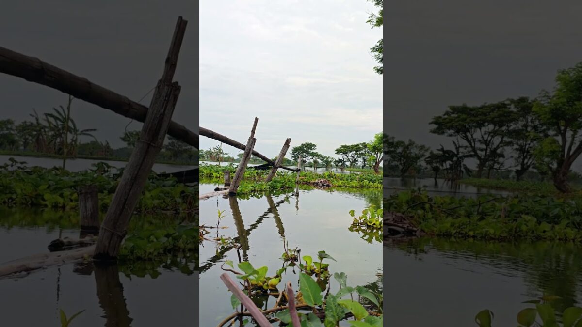 Ayo Kita mancing Ika #fishing #mamcingliar #mancingmania #nature #asmr #angler #nature #riverfishing