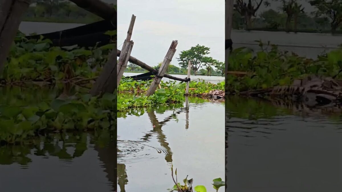 Ayo Kita mancing Ika #fishing #mamcingliar #mancingmania #nature #asmr #angler #nature #riverfishing