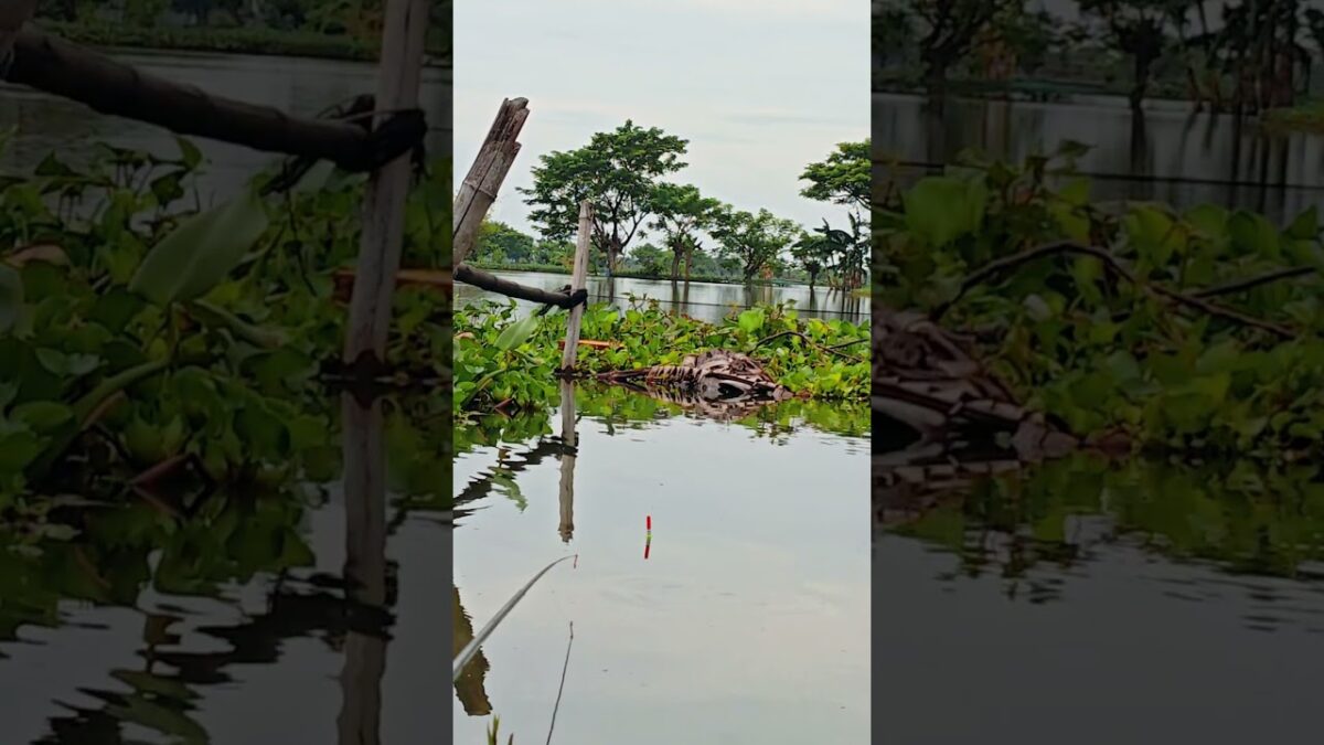 Ayo Kita mancing Ika #fishing #mamcingliar #mancingmania #nature #asmr #angler #nature #riverfishing