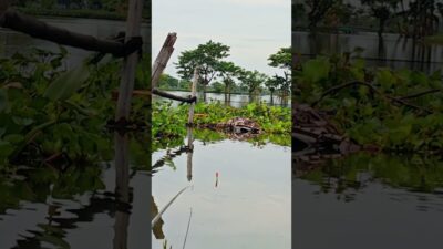 Ayo Kita mancing Ika #fishing #mamcingliar #mancingmania #nature #asmr #angler #nature #riverfishing