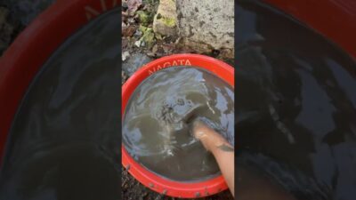Best Oddly Satisfying, What’s in the mud? 🤯🍌🍉🍎