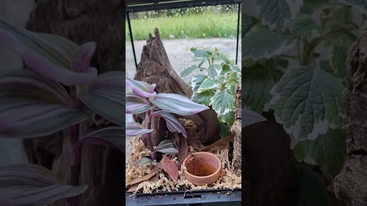 Boa and Grayson giving opinions on my tiny #terrarium #nature #asmr #diy #reptiles #dogs #dogshorts