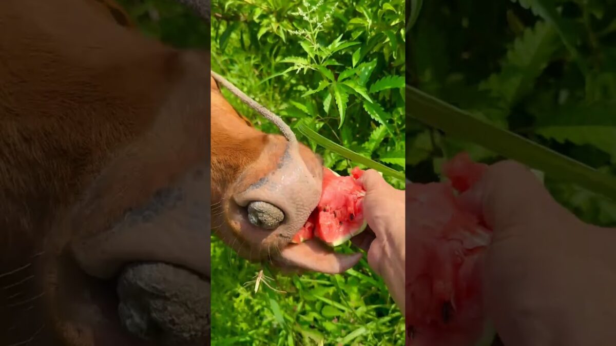 Calming Nature ASMR: A Cow’s Lunchtime 🐮 #asmr #odlysatisfying #satisfying #shorts