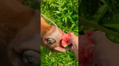Calming Nature ASMR: A Cow’s Lunchtime 🐮 #asmr #odlysatisfying #satisfying #shorts