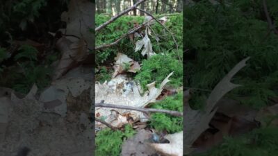 🌿 Deep in the Mossy Forest | Nature ASMR #shorts