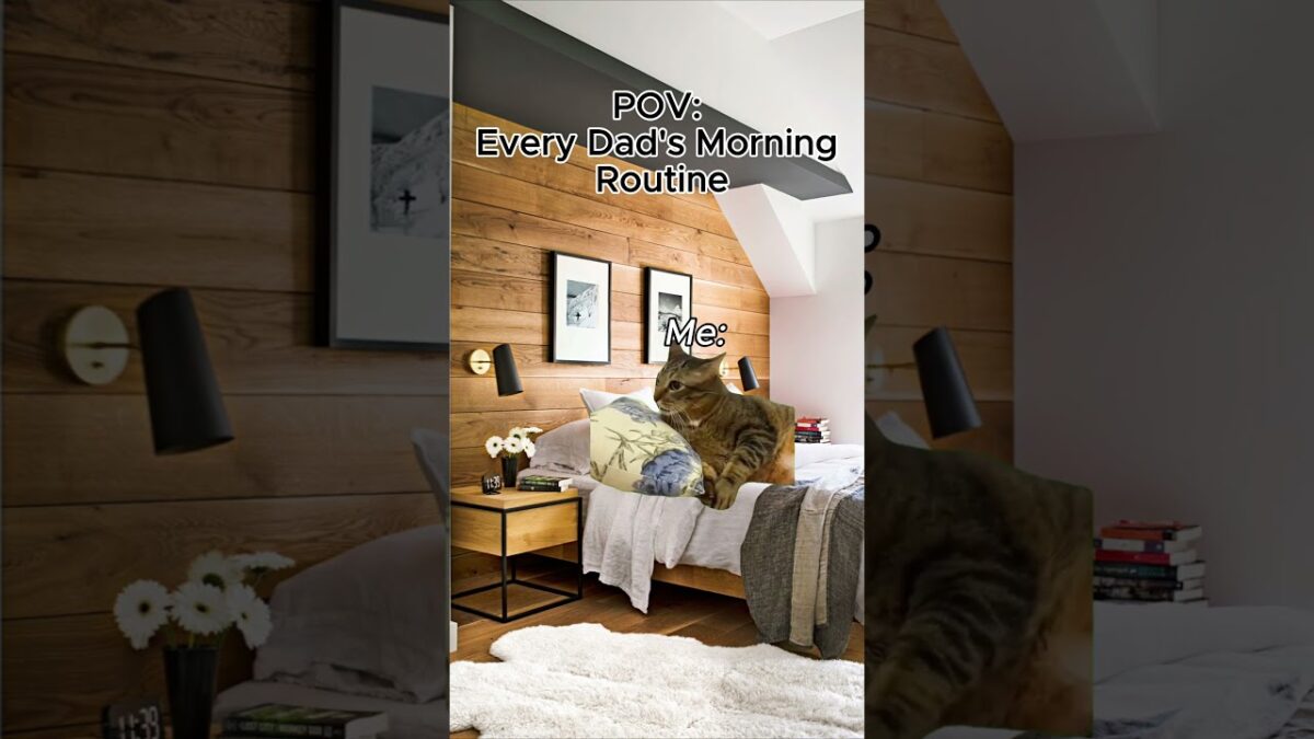 Every Dad Morning Routine Be Like #catmemes #cat