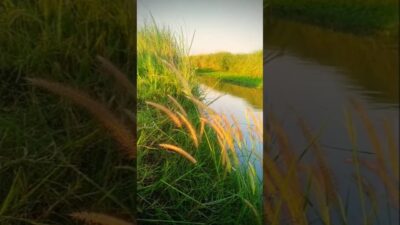 Feel the shade and be at one with nature #nature ##asmr #shortvideo #trending #fypシ 🧘‍♂️🍃🌿