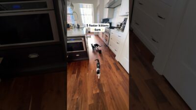 Foster kitten morning routine! 🐱 #rescuemission #fostercats #kittenrescue #fosteringsaveslives