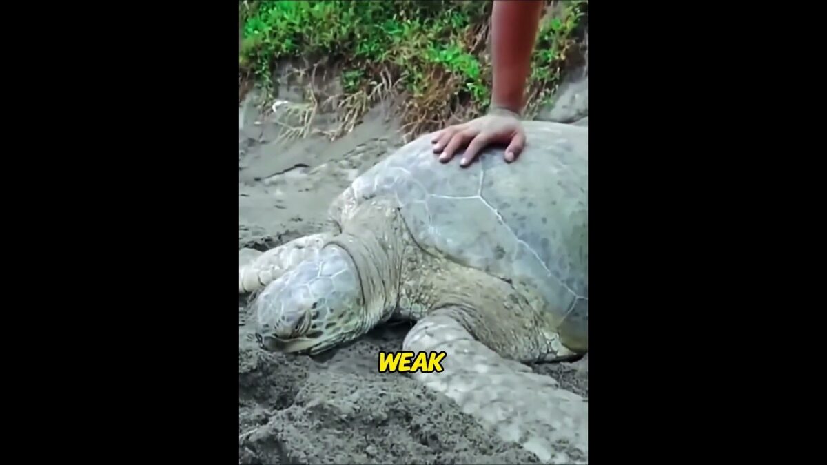 Giant turtle buried alive while nesting! You won’t believe what’s in her mouth!#usa #shorts