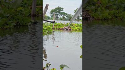 Ikan betok lucu #spot #fishing #mamcingliar #mancingmania #angler #nature #riverfishing #asmr #fyp