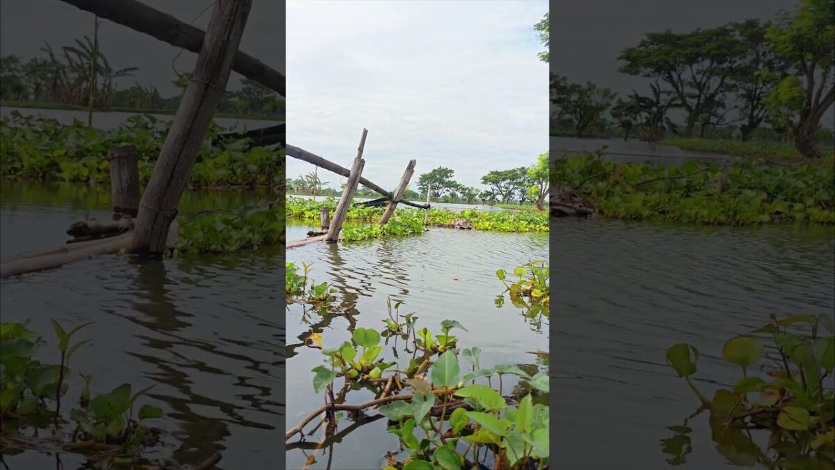 Inilah si tuan kikir #fishing #mamcingliar #mancingmania #nature #asmr #angler #nature #riverfishing