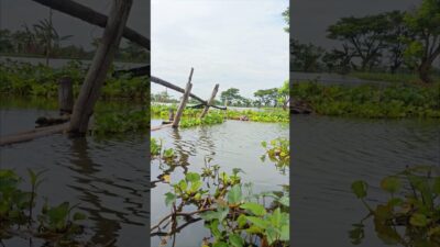 Inilah si tuan kikir #fishing #mamcingliar #mancingmania #nature #asmr #angler #nature #riverfishing