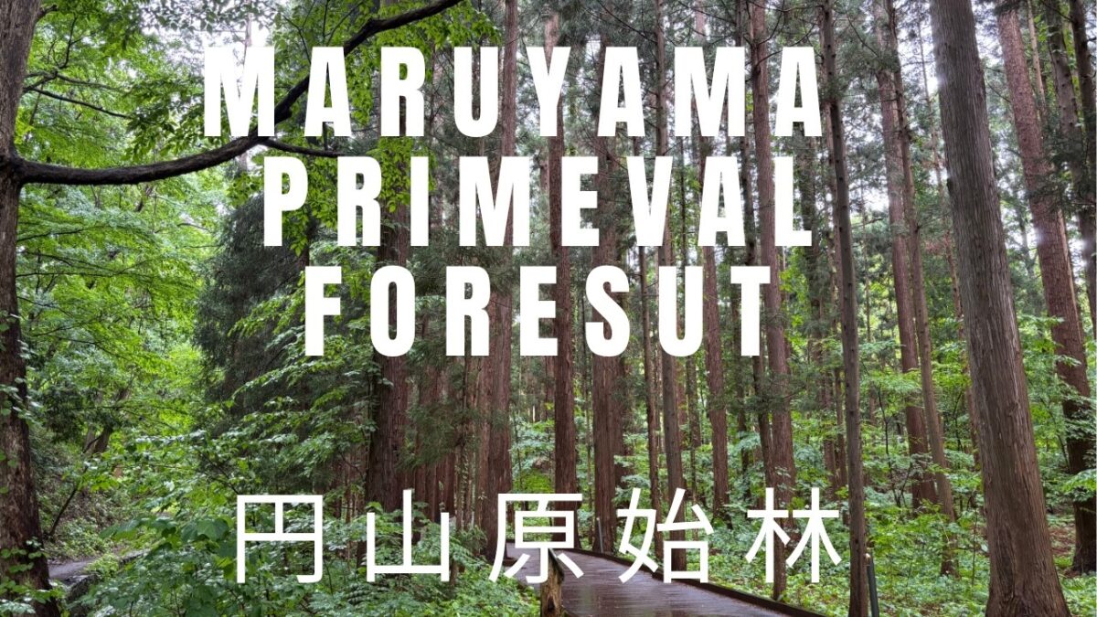 【４K散歩】雨の円山原始林｜新緑を濡らす雨音／Rainy Maruyama Primeval Forest | Relaxing Rain Sounds , Early Summer Hokkaido