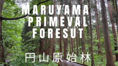【４K散歩】雨の円山原始林｜新緑を濡らす雨音／Rainy Maruyama Primeval Forest | Relaxing Rain Sounds , Early Summer Hokkaido
