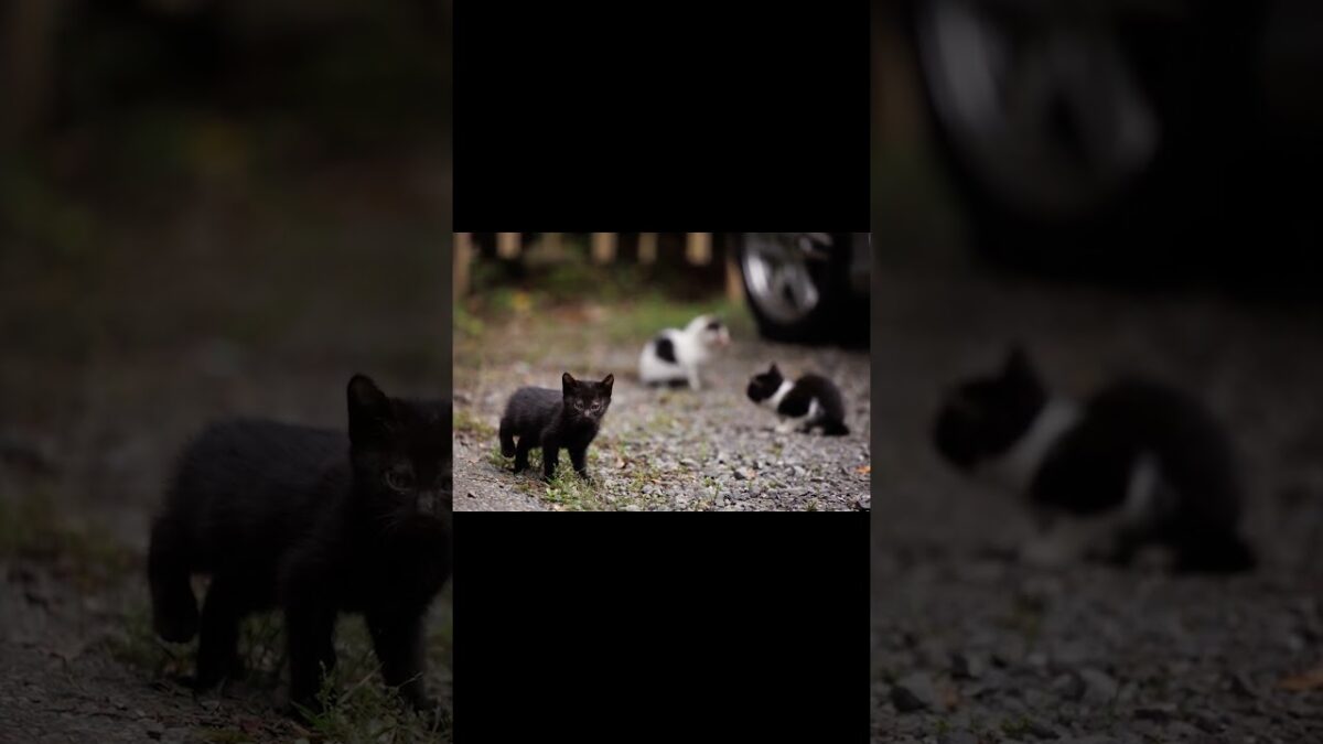 Kitten Season | Quiet Walk Japan