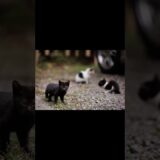 Kitten Season | Quiet Walk Japan