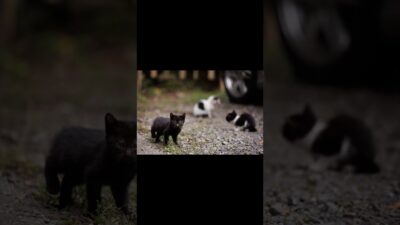 Kitten Season | Quiet Walk Japan