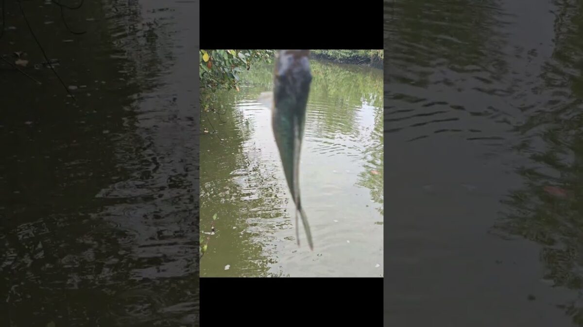 Mancing Nila Babon Mudah #fishing #mamcingliar #mancingmania #nature #asmr #angler #riverfishing