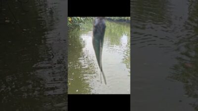 Mancing Nila Babon Mudah #fishing #mamcingliar #mancingmania #nature #asmr #angler #riverfishing