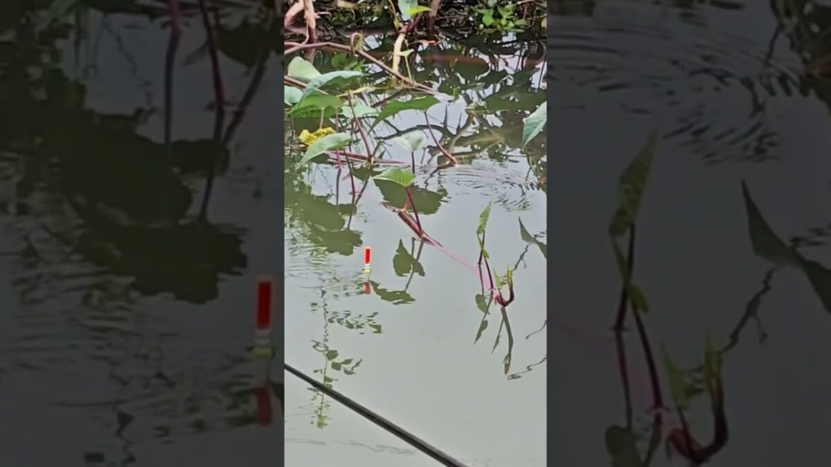 Natural place fishing #fishing #mamcingliar #mancingmania #nature #asmr #angler #riverfishing #asmr