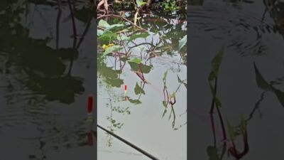 Natural place fishing #fishing #mamcingliar #mancingmania #nature #asmr #angler #riverfishing #asmr