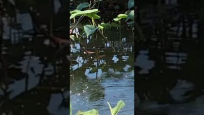 Natural place fishing #fishing #mamcingliar #mancingmania #nature #asmr #angler #riverfishing #asmr