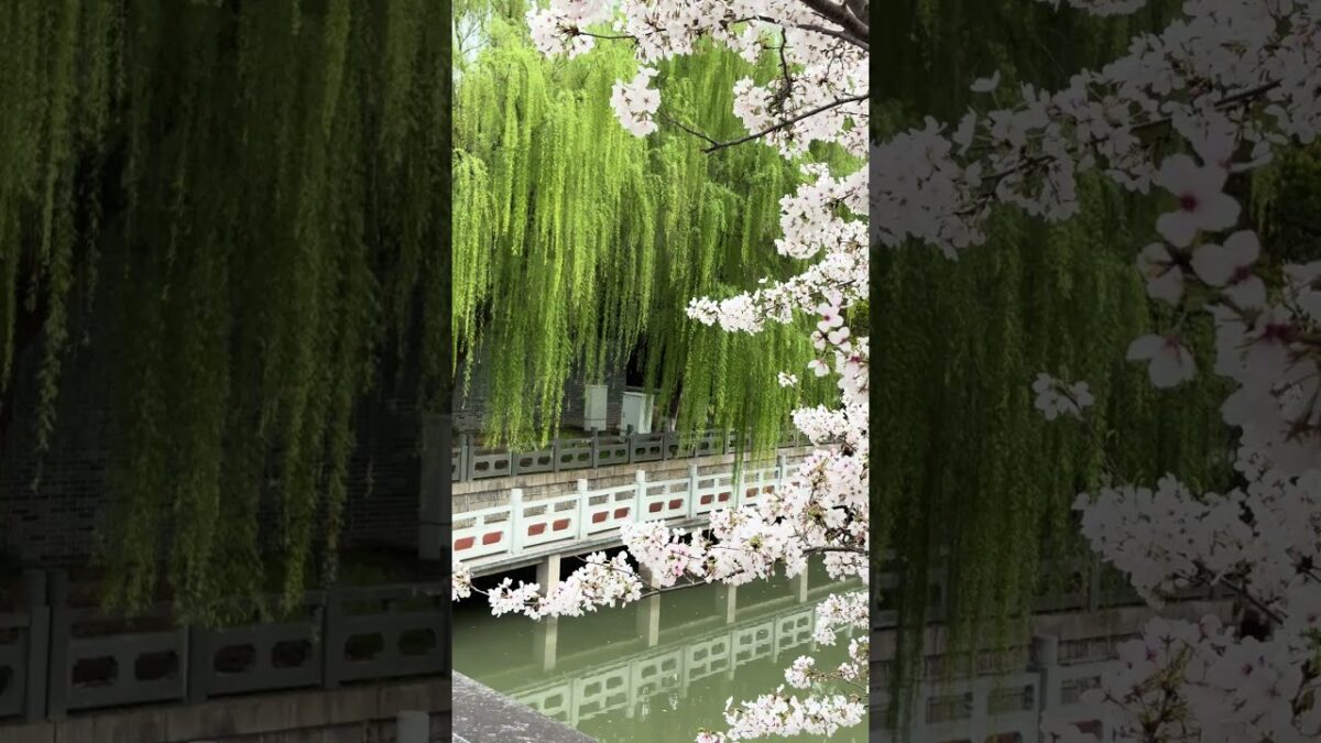 Nature ASMR: Cherry Blossom & Spring Willow by the 1,000-Year-Old Chinese Moat #chinatravel #cherry