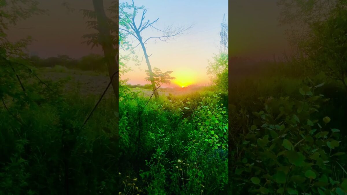 Nature Beauty Evening Relaxing Sun View Moment ASMR 🌅✨ #shorts #nature #relaxing