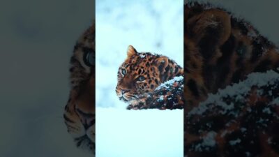 Nature #asmr #shorts #nature (@World history__ai001)