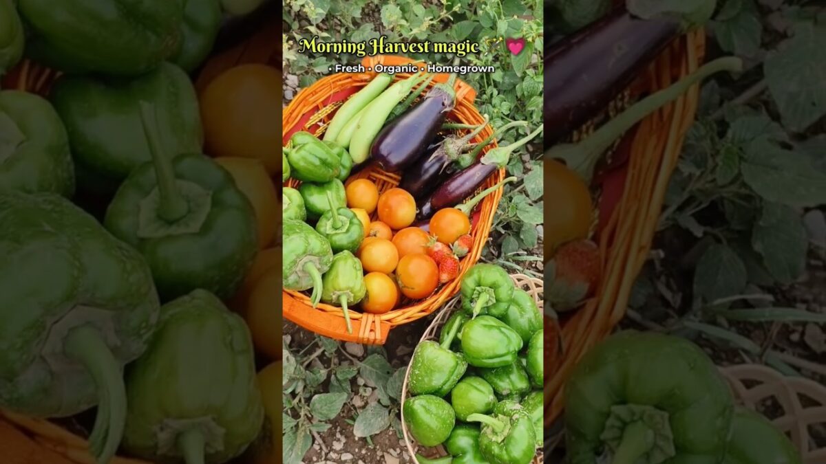 Nature’s ASMR 🌿Morning Dew & Organic Views 💚 #gardening #garden #farming #uttarakhand #naturelover