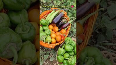 Nature’s ASMR 🌿Morning Dew & Organic Views 💚 #gardening #garden #farming #uttarakhand #naturelover