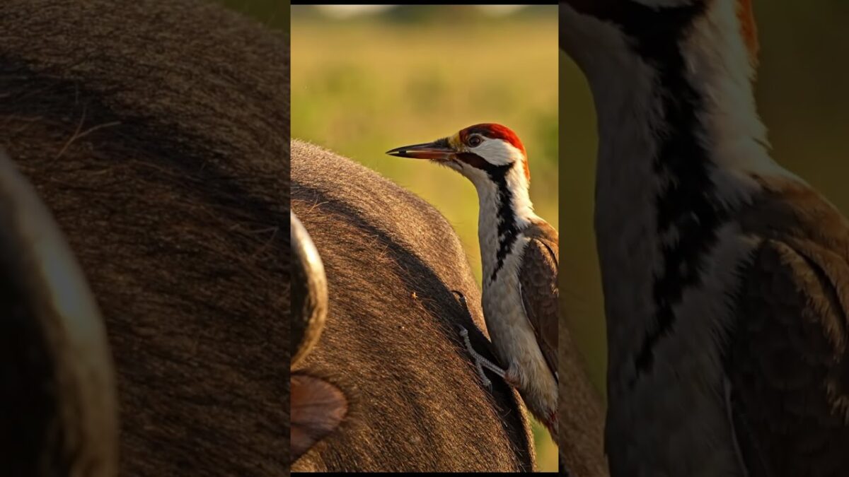 Nature’s Most Trusted Partnership | Tiny Bird vs Giant Buffalo #asmr