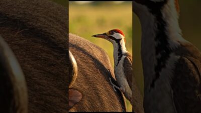 Nature’s Most Trusted Partnership | Tiny Bird vs Giant Buffalo #asmr