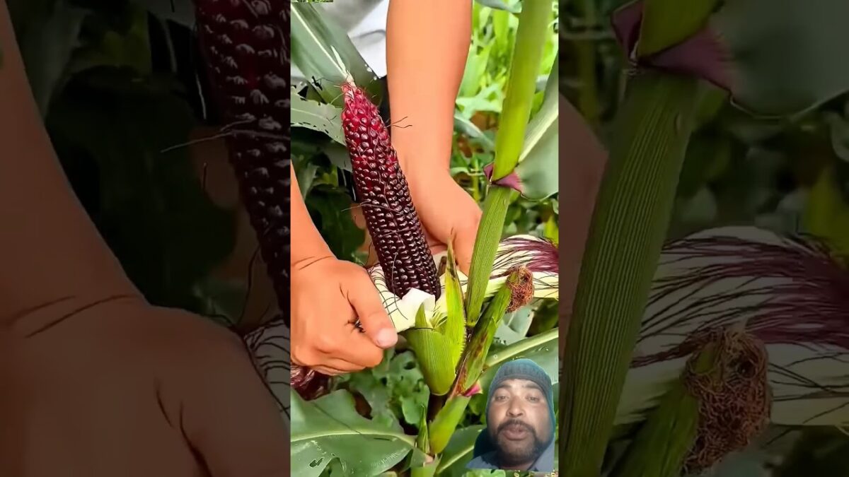 One thing about nature… she never misses #farming #shortsvideo #asmr #farmingsecrets #freshlypicked